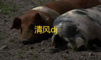 清风dj